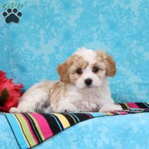 Marble, Cavachon Puppy